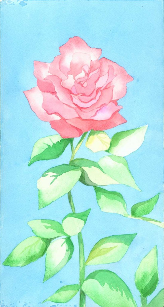rose-9